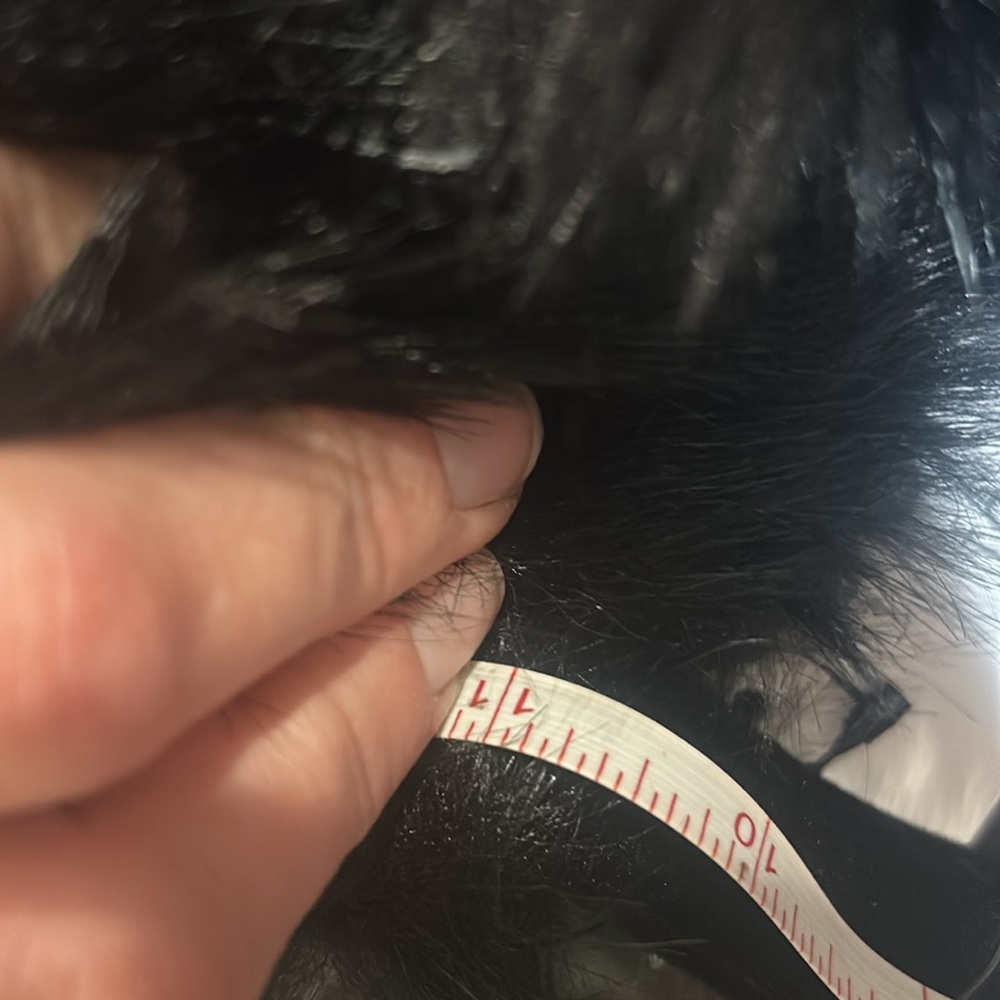 Earmuff ,band is 12 in - Picture 5 of 5